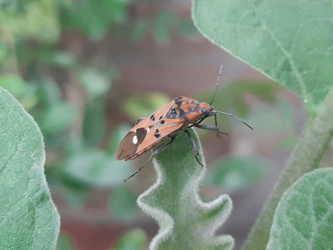 Lingt Insect Smart Pest Control Begins at Dusk: How Lead-Top Photocells Empower ...